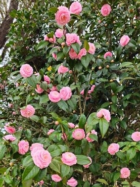 Camellia hybrid 'Otome' - Camellia